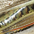 Stethophyma grossum